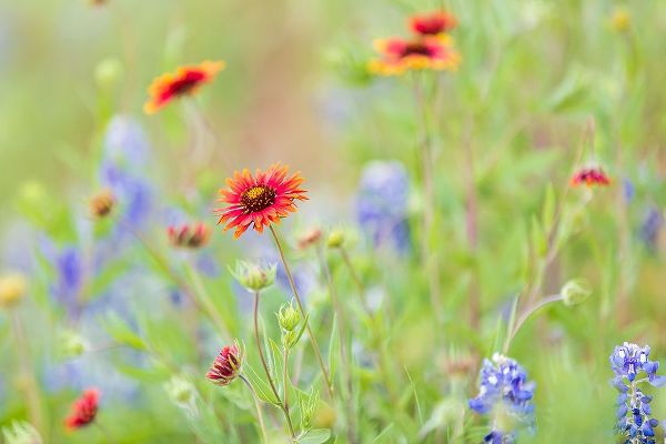 Wilson, Emily M. 아티스트의 Llano-Texas-USA-Indian Blanket and Bluebonnet wildflowers in the Texas Hill Country작품입니다.